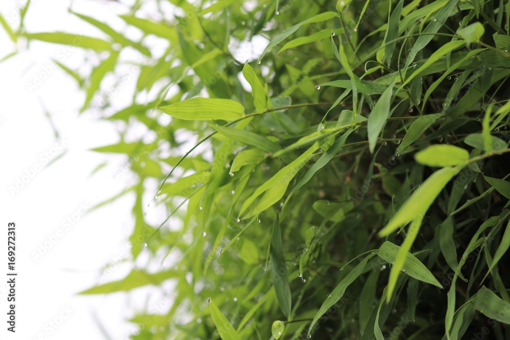 Bamboo leaves freshness and green color Chinese new year festival background Bamboo leaves freshness and green color Chinese new year festival background