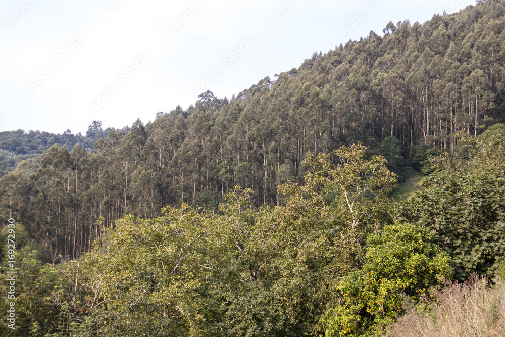 Paisaje de montaña Cantábrica