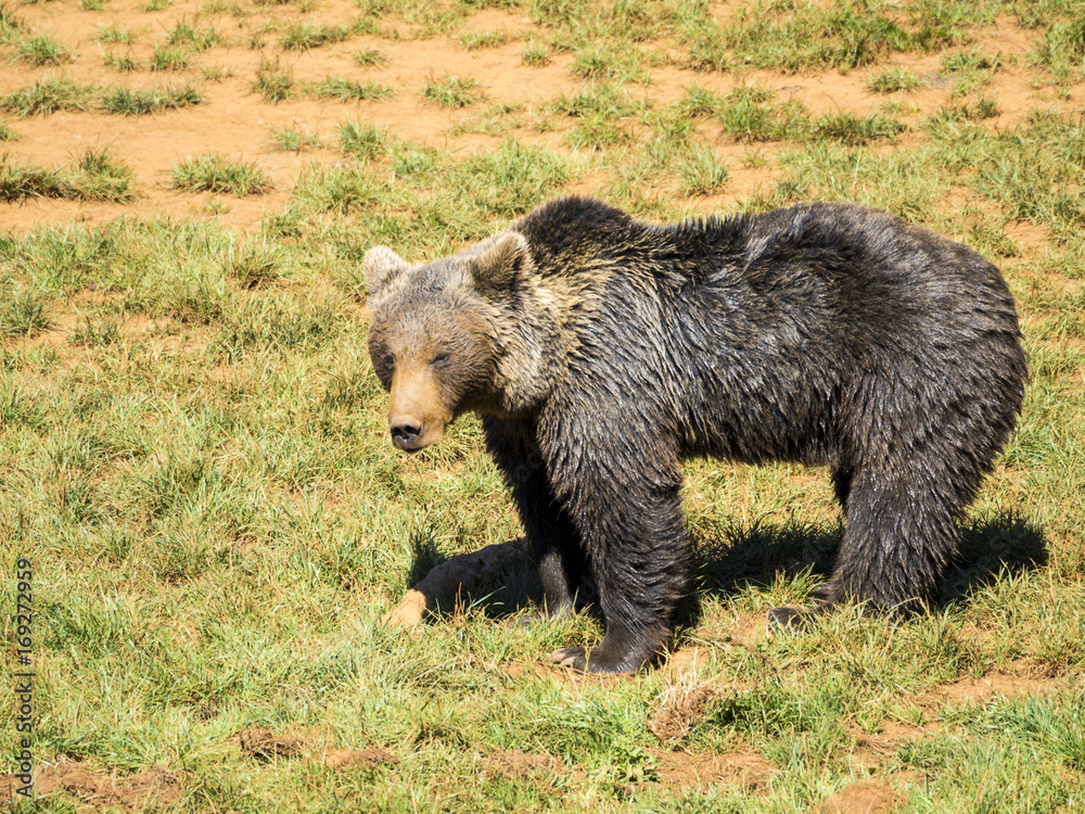 Oso pardo