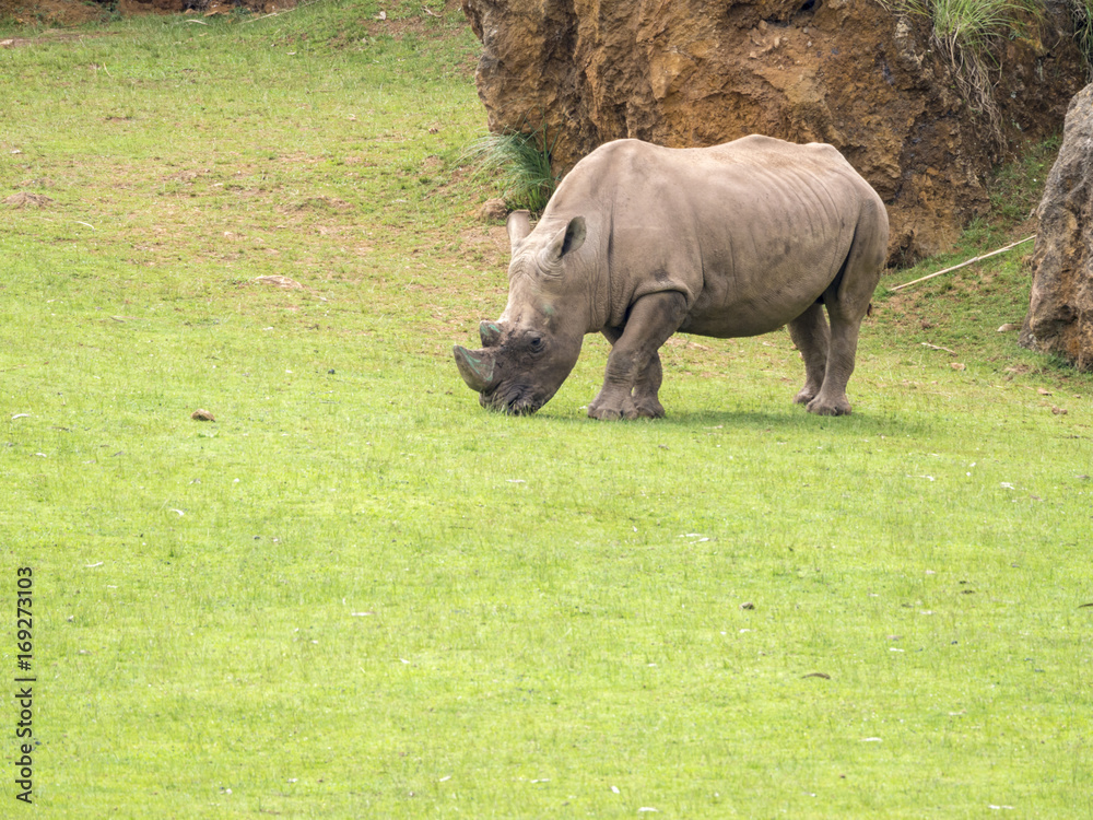 Obraz premium Rinoceronte pastando