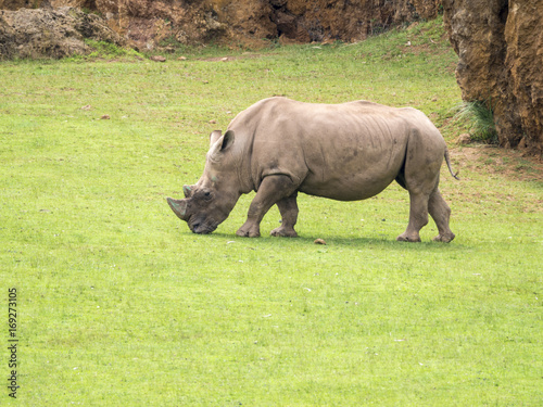 Rinoceronte pastando