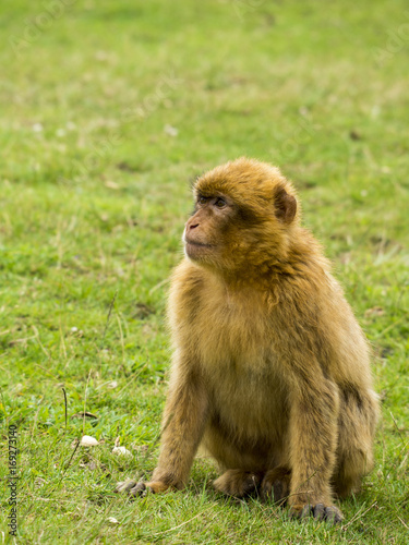 Mono de Gibraltar