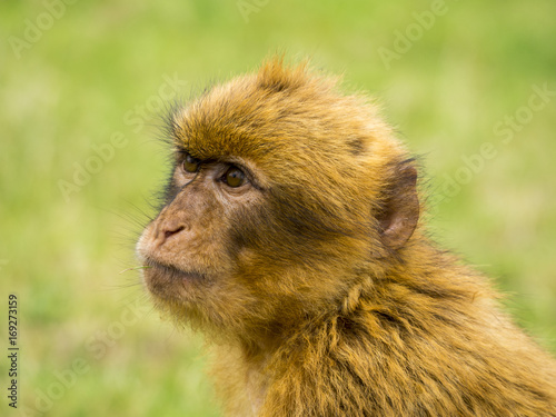 Mono de Gibraltar © Retrum