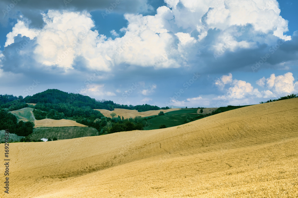 Oltrepo Pavese (Italy), rural landscape at summer