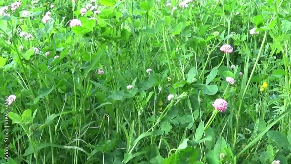 Meadow grass close up panorama with the approach using steadicam. The camera movement. Meadow grass close up panorama with the approach using steadicam. The camera movement.