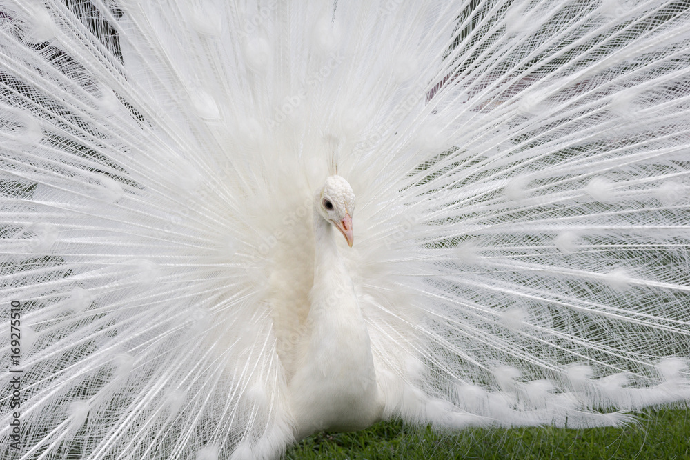 Obraz premium White Peacock Finery. Nizhny Novgorod, Russia.