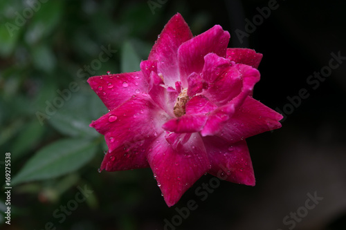 a pink rose after rainfall