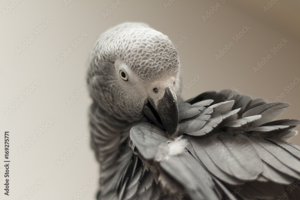 Fototapeta premium African grey preening closeup