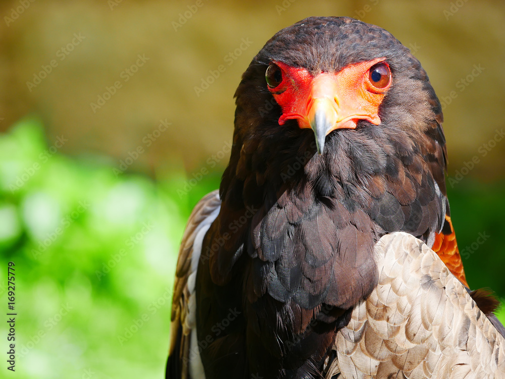 Aigle Aigle