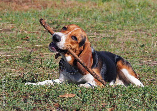 The young Beagle has a good time with a stick on a lawn