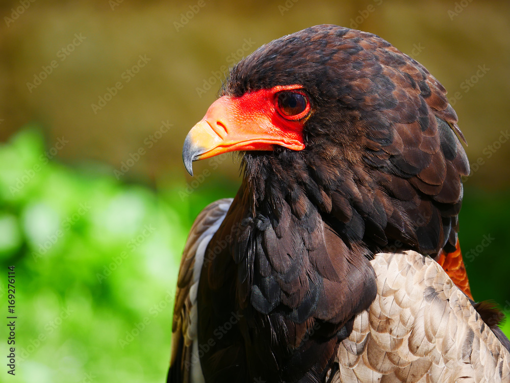 Aigle Aigle