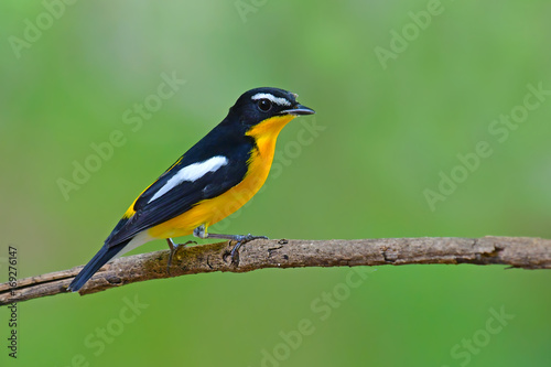 Yellow-rumped Flycatcher Bird © thawats