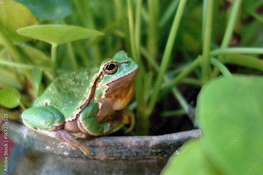 Nice green amphibian European tree frog, Hyla arborea, sitting on grass habitat. Nice green amphibian European tree frog, Hyla arborea, sitting on grass habitat.