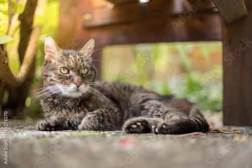 Hauskatze liegt im Sommer am Boden, Terrasse © Patrick Daxenbichler