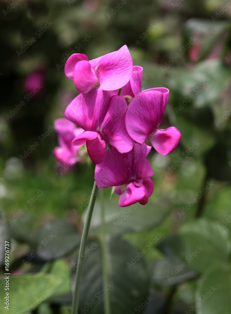 purple flowers of sweet pea climbing plant 