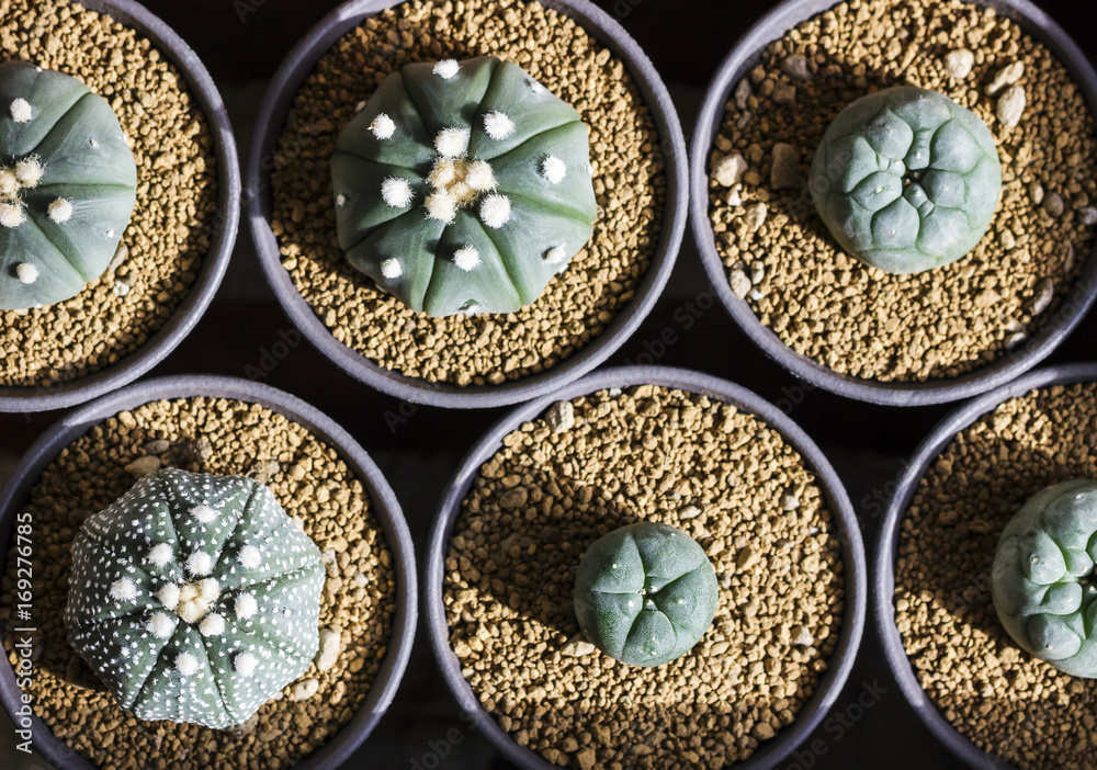 Astrophytum asterias and lophophora cactus in pot Astrophytum asterias and lophophora cactus in pot