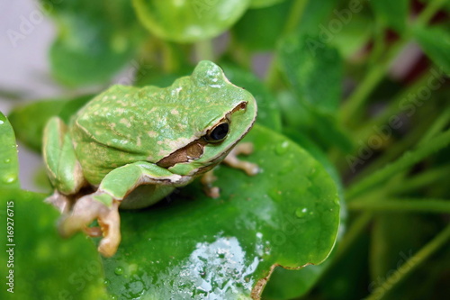 Nice green amphibian European tree frog, Hyla arborea, sitting on grass habitat. 