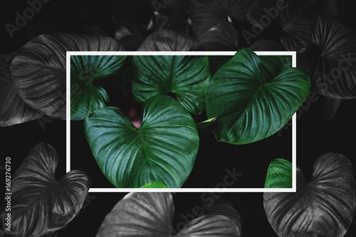 Tropical green leaves with creative square frame layout, contrast green and monochrome colors