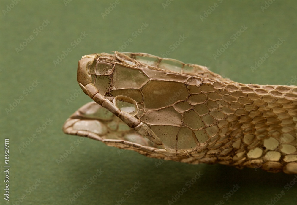 Foto Stock pelle di serpente Colubro dopo la muta completa | Adobe Stock