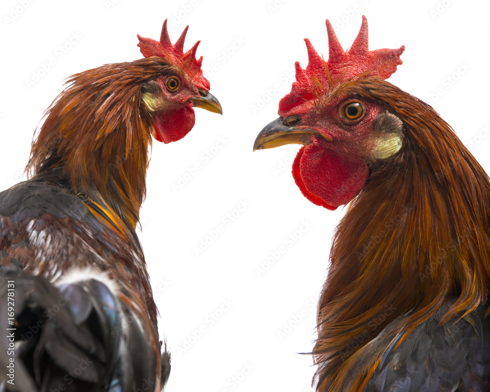 Naklejka premium a roosters close up isolated on a white background