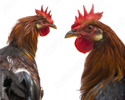 a roosters close up isolated on a white background