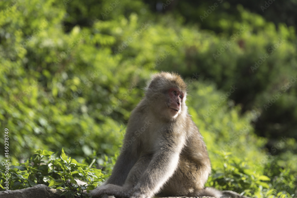 Fototapeta premium 地獄谷温泉のニホンザル