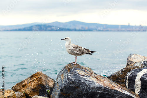 Seagull sit on stone