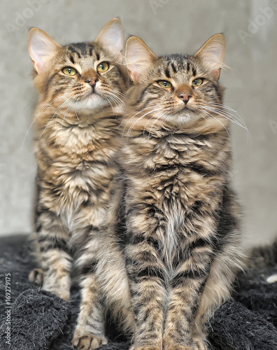 two cats fluffy twins photo