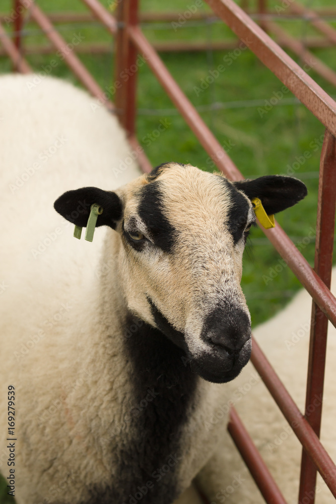 Obraz premium Badger Face Torddu Welsh mountain sheep ewe an ancient breed with it's distinctive black belly and striped facial markings originating in Wales as far back as the 7th century