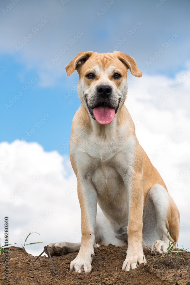 portrait of ca de bou dog sitting on a field portrait of ca de bou dog sitting on a field