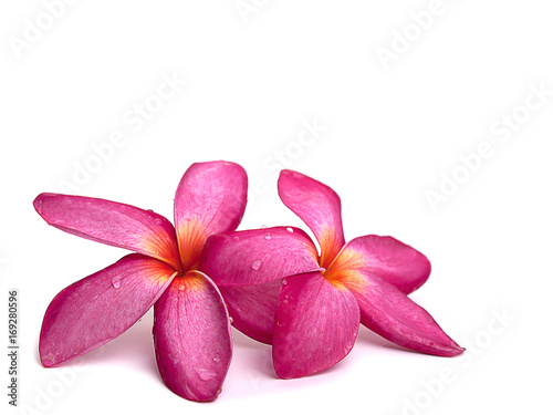 Frangipani Flower or Plumeria ..