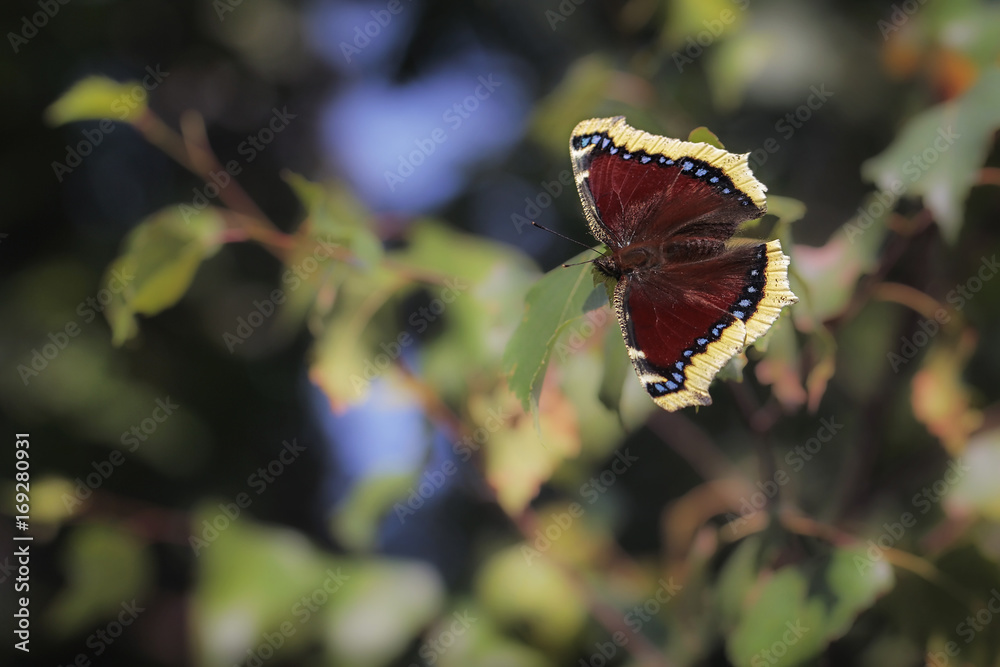 Naklejka premium Nymphalis antiopa, known as the mourning cloak
