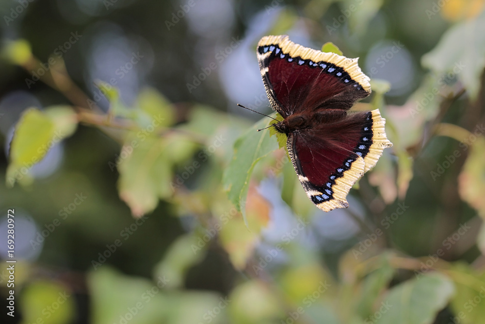 Naklejka premium Nymphalis antiopa, known as the mourning cloak