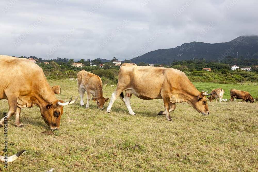 Vacas en el pardo pastando