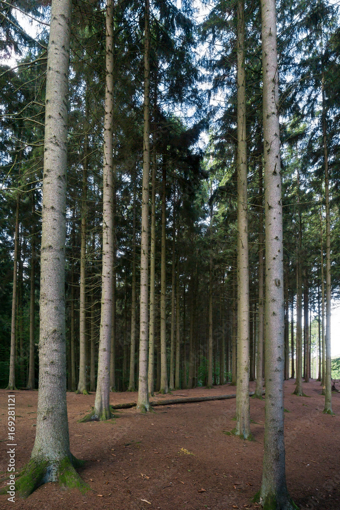 Fototapeta premium Forest of tall pine tree trunks