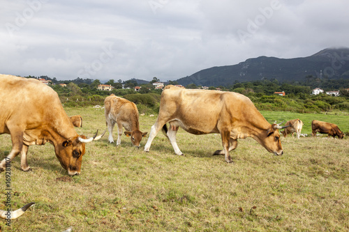 Vacas en el pardo pastando