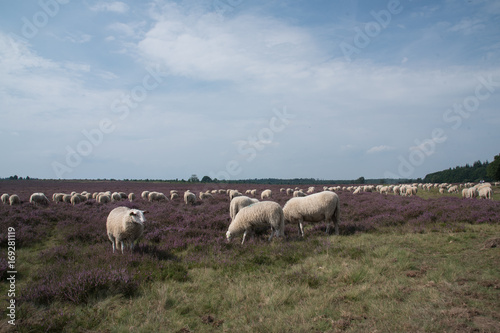Moor field with sheep