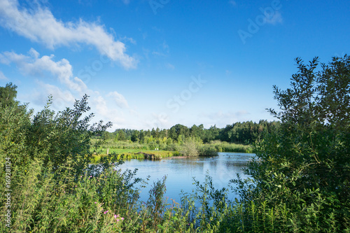 View over a small lake with growth in the foreground and trees in the background