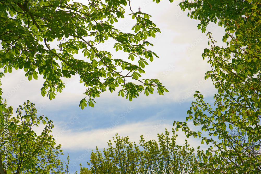 Obraz premium Buckeye tree in spring