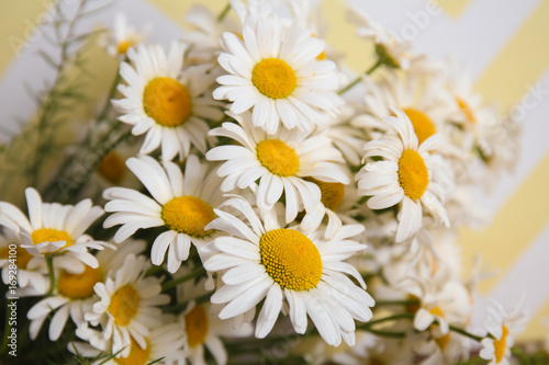 Beautiful chamomile bouquet  closeup
