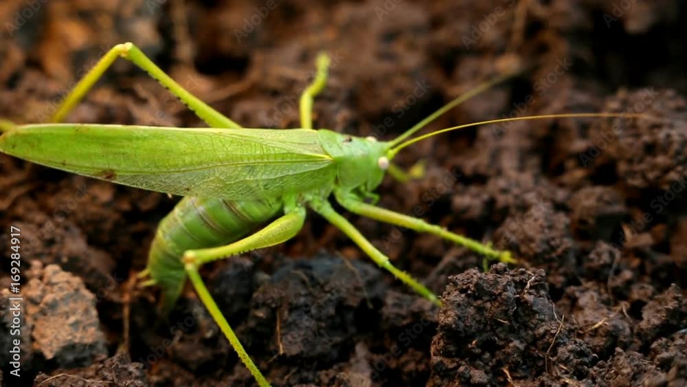 Big green grasshopper lays her eggs in the soil Big green grasshopper lays her eggs in the soil