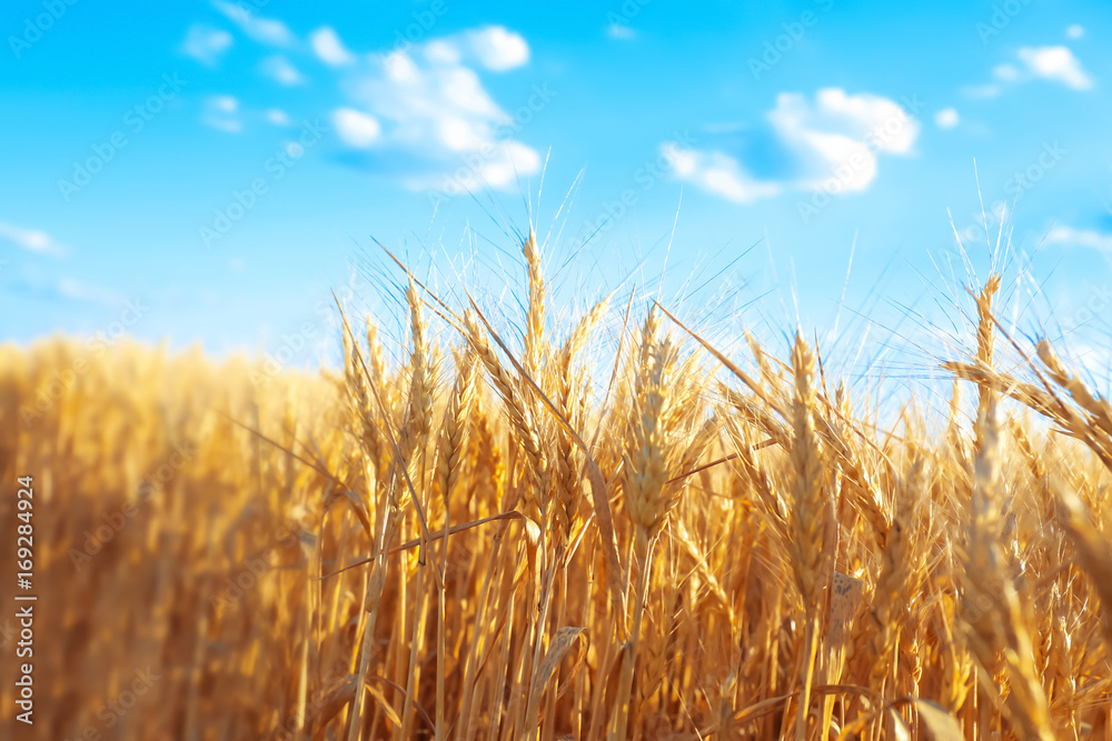 Obraz premium Beautiful wheat field with blue sky on background