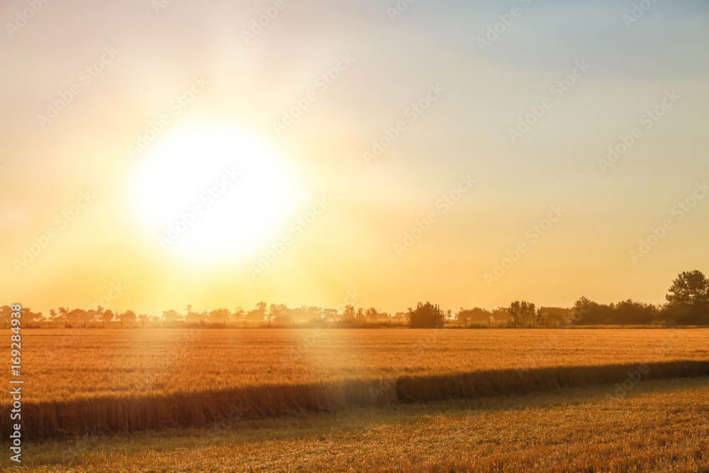 Fototapeta premium Beautiful wheat field at sunset