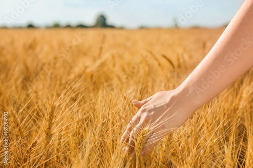Woman touching wheat spikelets in field  closeup