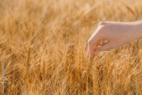 Woman touching wheat spikelets in field  closeup