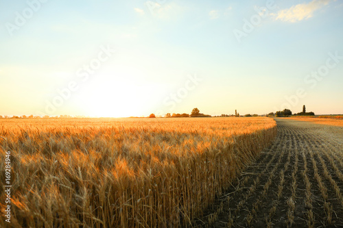 Beautiful wheat field at sunset