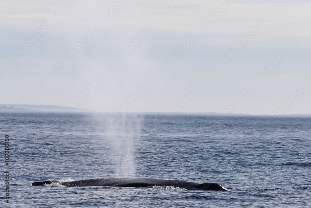 Fototapeta premium Canada_West-3363