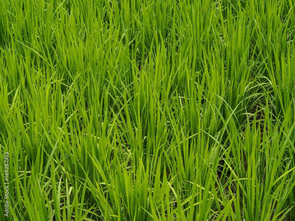 green rice field in summer green rice field in summer