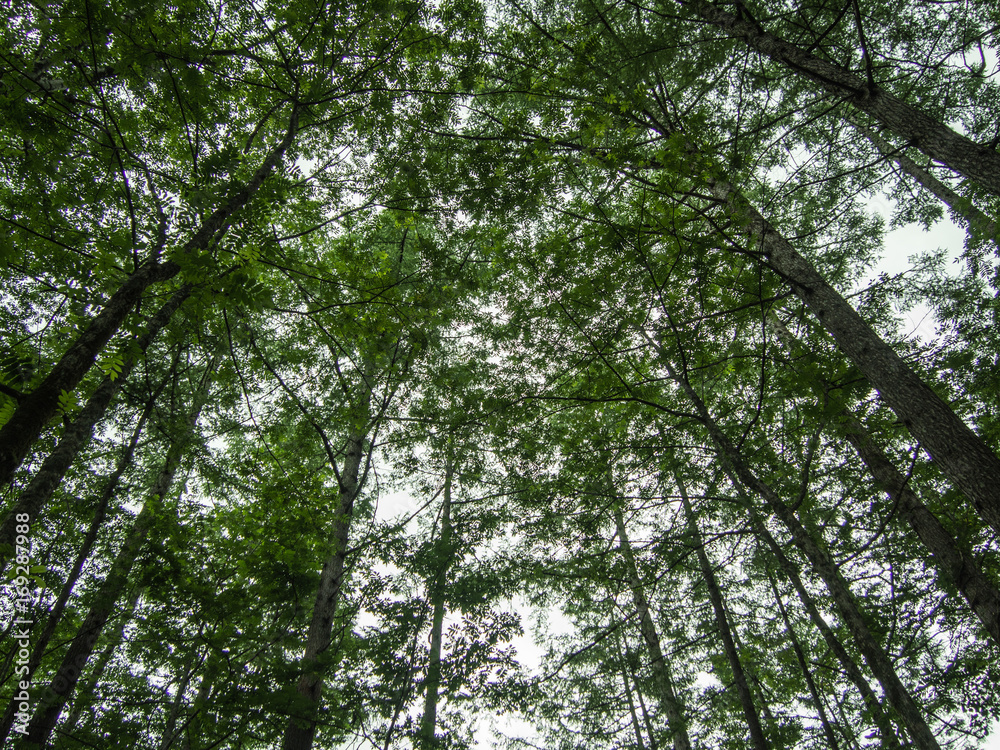 pine trees in the forest against the sunlight, up-risen angle photography pine trees in the forest against the sunlight, up-risen angle photography