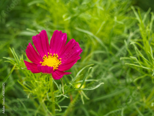 pink cosmos sulphureus flower on nature background